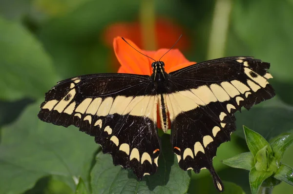 Motyl Ogródku Letnim — Zdjęcie stockowe