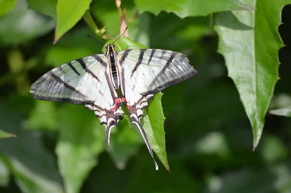Motyl Ogródku Letnim — Zdjęcie stockowe