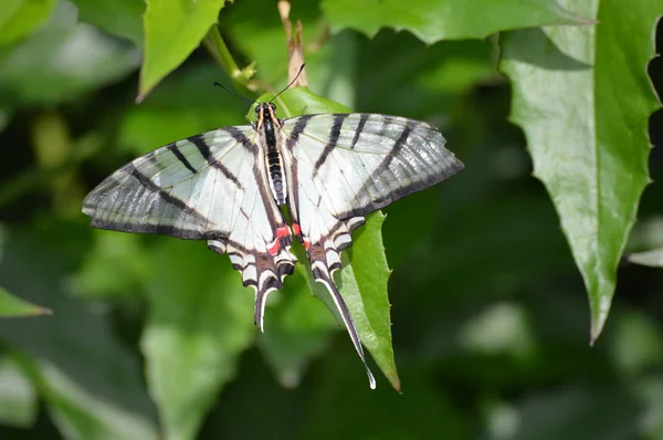 Motyl Ogródku Letnim — Zdjęcie stockowe