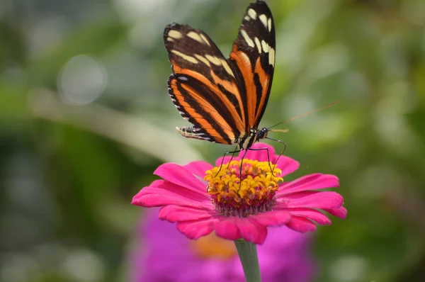 Farfalla Giardino Durante Estate — Foto Stock