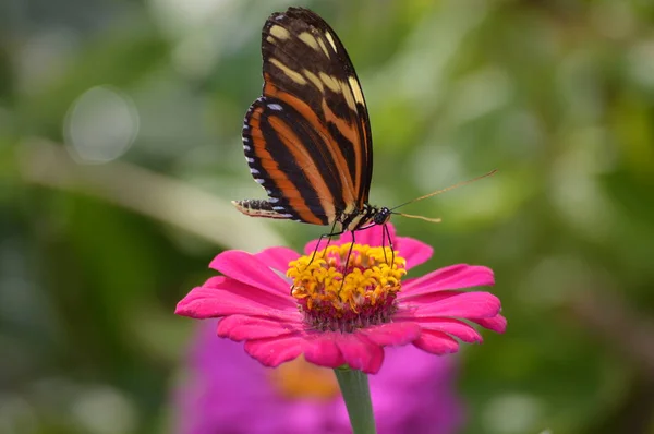 Πεταλούδα Στον Κήπο Κατά Διάρκεια Του Καλοκαιριού — Φωτογραφία Αρχείου