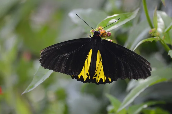 Метелик Саду Влітку — стокове фото
