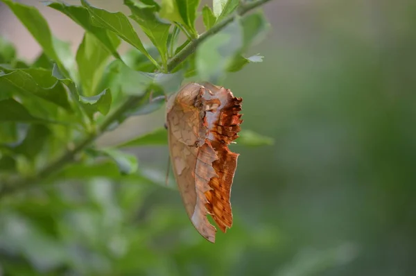 Motyl Ogródku Letnim — Zdjęcie stockowe