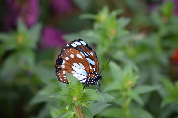 Papillon Dans Jardin Pendant Été — Photo