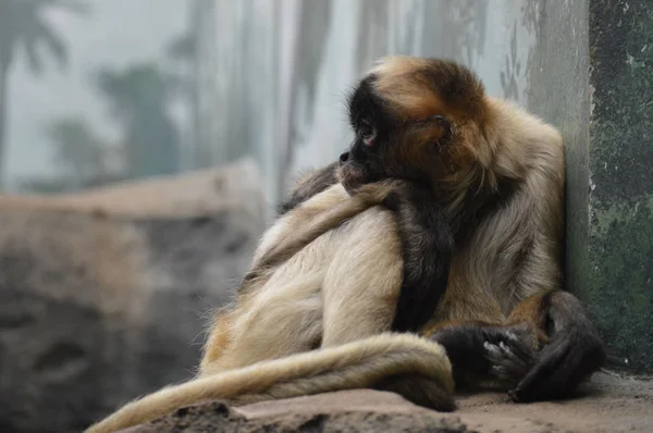 Macaco Aranha Descansando Sobre Uma Rocha — Fotografia de Stock