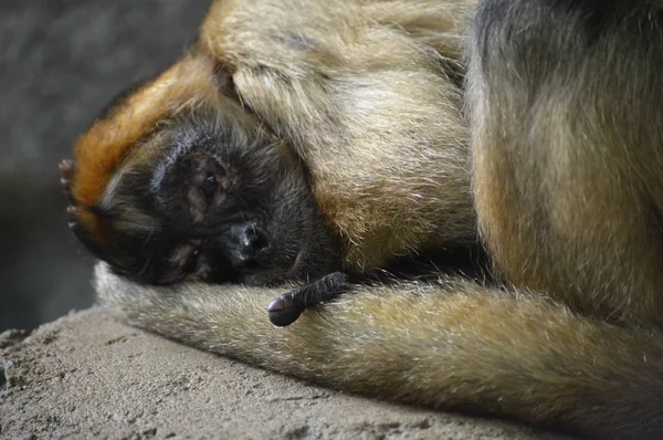 Spider Monkey Vilar Sten — Stockfoto