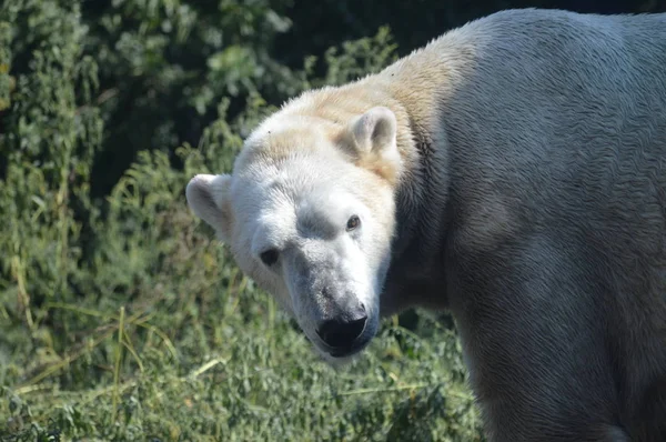 Urso Polar Livre Durante Verão — Fotografia de Stock