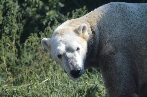 Ein Eisbär Sommer Freien — Stockfoto