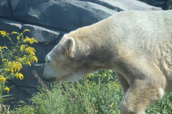 Lední Medvěd Venku Létě — Stock fotografie