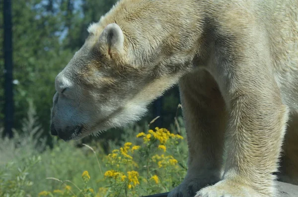 Orso Polare All Aperto Durante Estate — Foto Stock