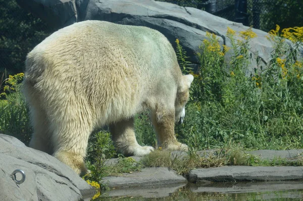 夏天在户外的北极熊 — 图库照片