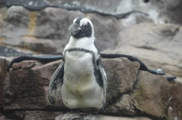 Penguin Standing Rock — Stock Photo, Image