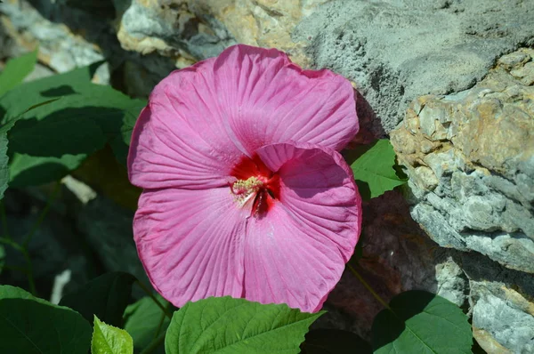 Flor Hibisco Jardín — Foto de Stock