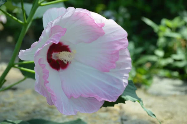 Цветок Гибискуса Саду — стоковое фото