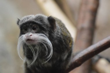 Dal Tamarian İmparator