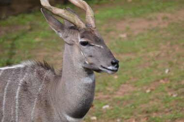 Kudu yakın çekim