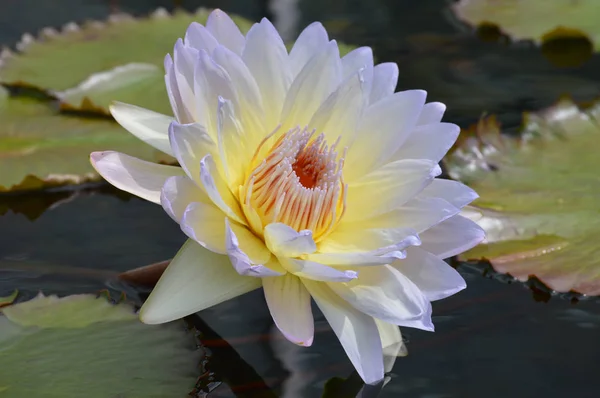 Water Lily Pond — Stock Photo, Image