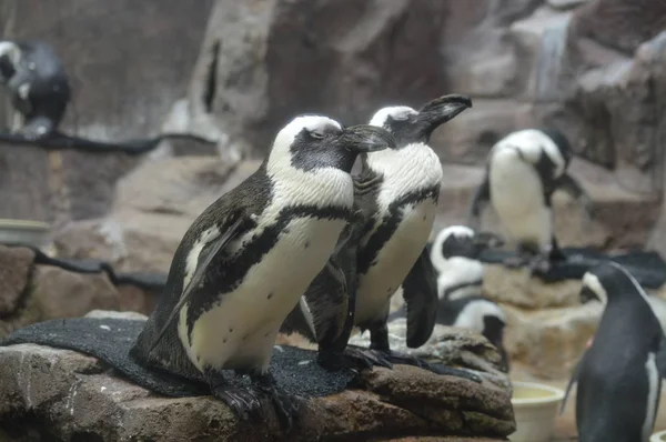 Pinguine Auf Den Felsen — Stockfoto