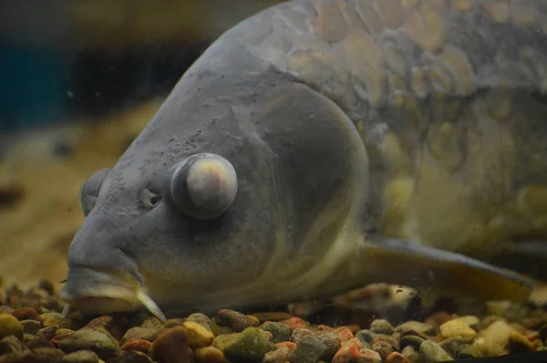 Karpfenfisch Becken — Stockfoto