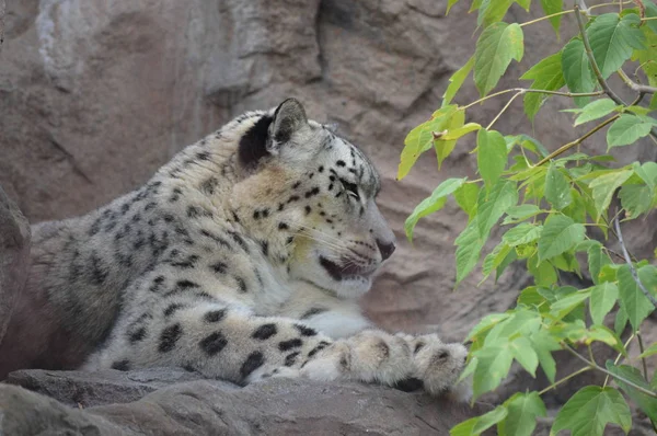 Leopardo Neve Uma Rocha — Fotografia de Stock