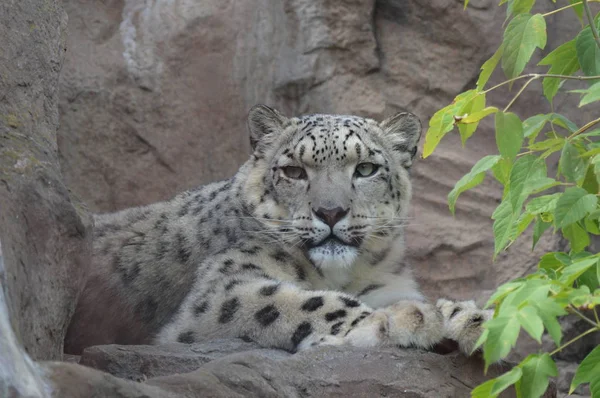 Leopardo Nieve Sobre Una Roca — Foto de Stock