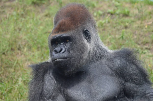 Westelijke Laaglandgorilla Buitenlucht — Stockfoto