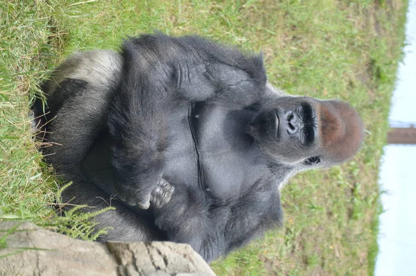 Gorila Las Tierras Bajas Occidentales Aire Libre —  Fotos de Stock