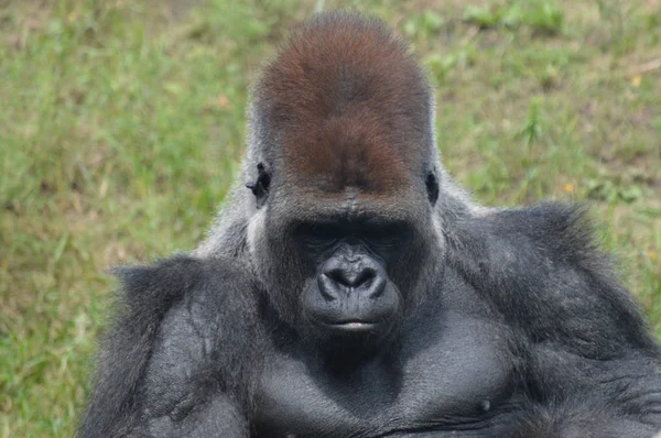 Westelijke Laaglandgorilla Buitenlucht — Stockfoto