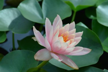 Nilüferler gölette