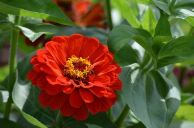 Bahçedeki zinnia çiçeği