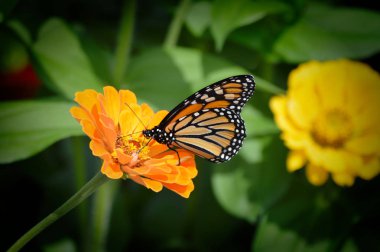 Kral kelebeği bir çiçeğin üzerinde