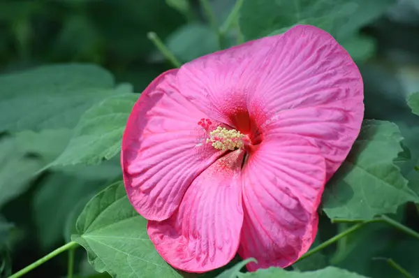 Цветок Гибискуса Саду — стоковое фото