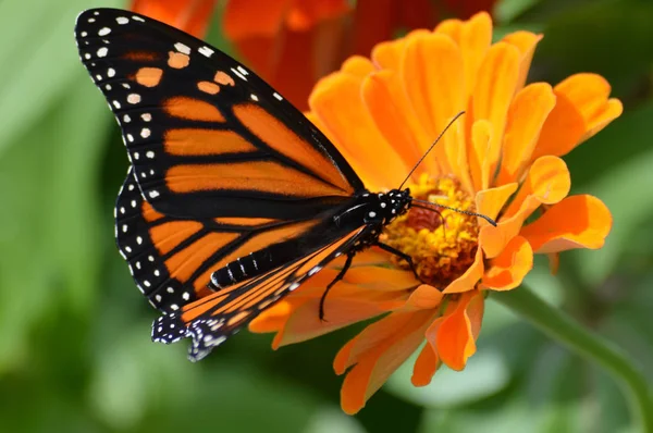 Monarca Farfalla Fiore — Foto Stock