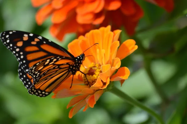 Monarchfalter Auf Einer Blume — Stockfoto