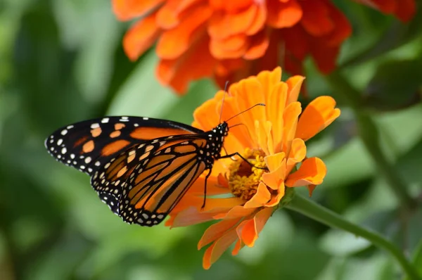 Mariposa Monarca Sobre Una Flor — Foto de Stock