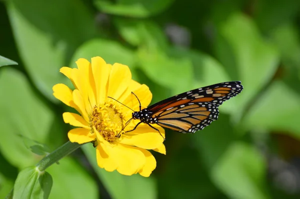 Monarca Farfalla Fiore — Foto Stock