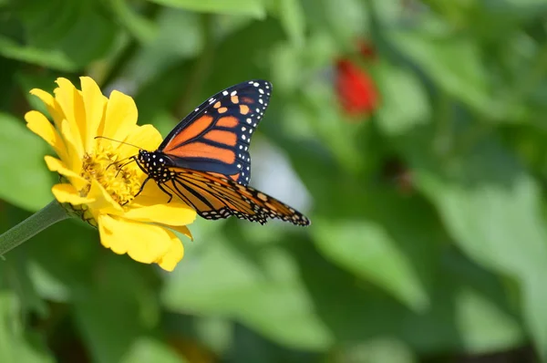 Papillon Monarque Sur Une Fleur — Photo