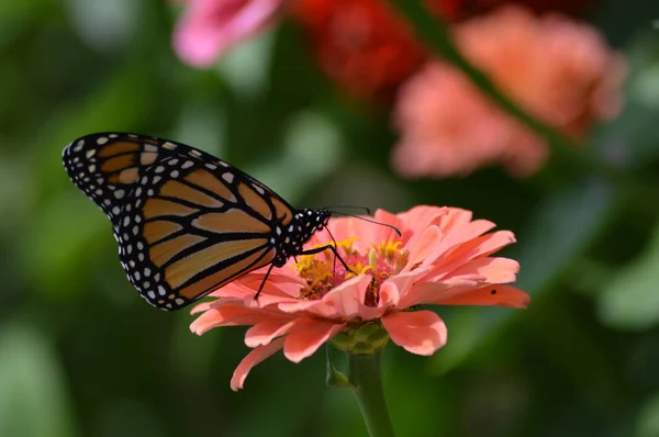 Monarca Borboleta Uma Flor — Fotografia de Stock