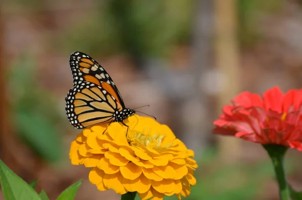 Monarca Borboleta Uma Flor — Fotografia de Stock