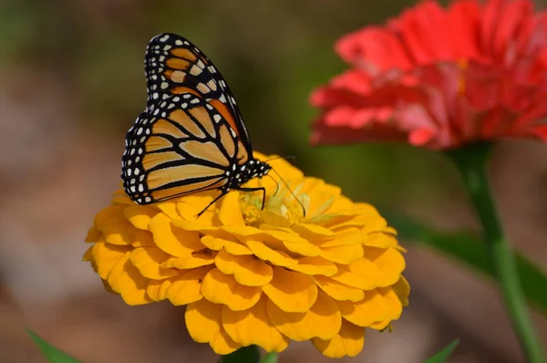 Monarca Farfalla Fiore — Foto Stock