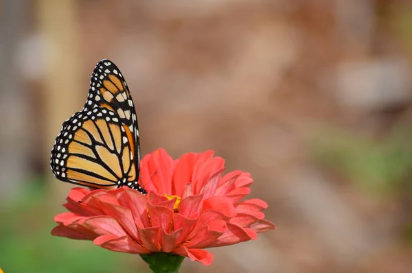 Monarca Farfalla Fiore — Foto Stock