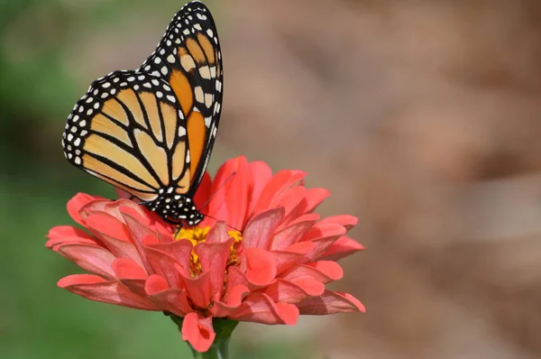 Papillon Monarque Sur Une Fleur — Photo