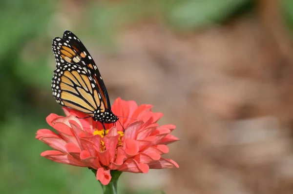 Mariposa Monarca Sobre Una Flor — Foto de Stock