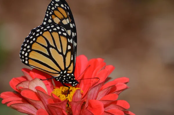 Monarca Borboleta Uma Flor — Fotografia de Stock