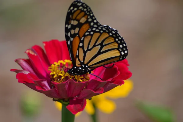 Monarca Farfalla Fiore — Foto Stock