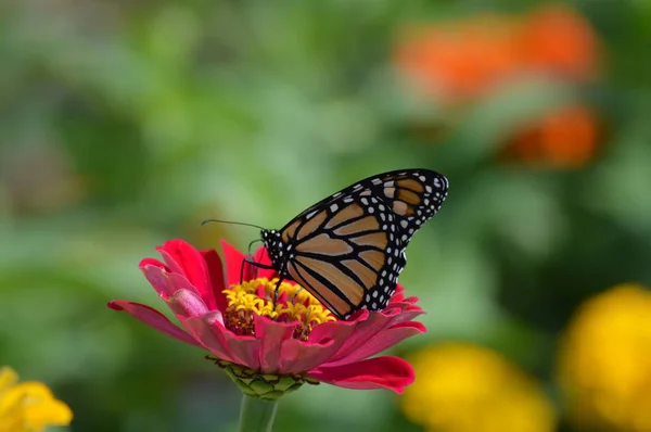 Monarca Borboleta Uma Flor — Fotografia de Stock