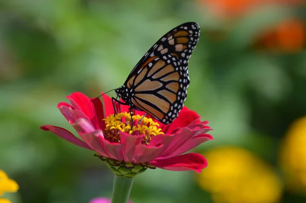 Monarca Borboleta Uma Flor — Fotografia de Stock