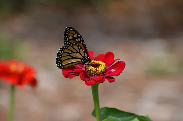 Papillon Monarque Sur Une Fleur — Photo