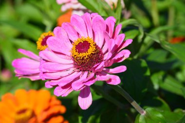 Bahçedeki zinnia çiçeği