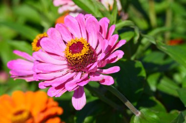 Bahçedeki zinnia çiçeği